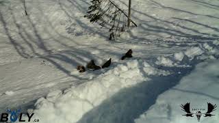 Squirrels mating