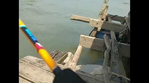 Câu tôm càng xanh ,câu cá ngát tại sông cần thợ