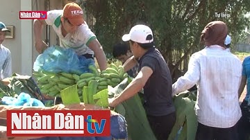 Giá chuối xuất khẩu sang EU ở mức cao