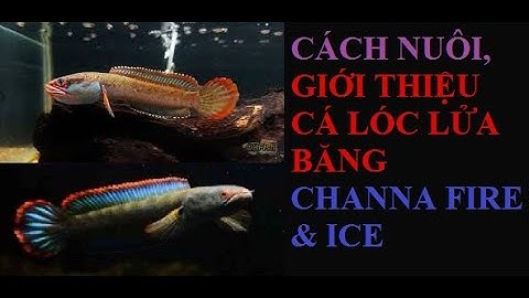 Cá cảnh An An |Những lưu ý và cách nuôi Cá Lóc Lửa Băng ( Channa Fire & ice ) | Cá Lóc Kiểng #channa