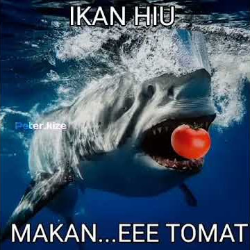 Menyeramkan ikan hiu makan tomat ternyata yg timbu