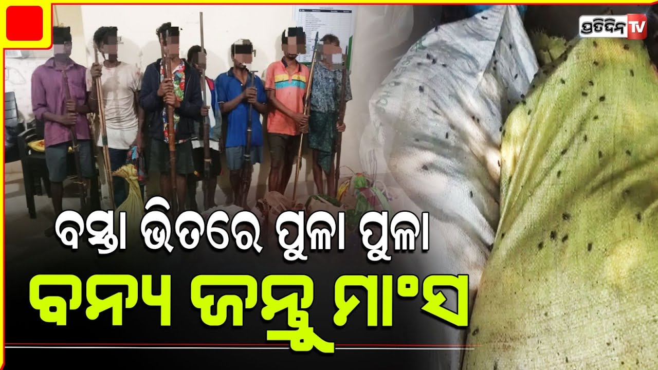 ଶିମିଳିପାଳରେ ଚାଲିଛି ଅଖଣ୍ଡ ଶିକାର ଖସିଗଲେ ୩୦,ଜବତ ୮୦ କିଲୋ ବନ୍ୟଜନ୍ତୁ ମାଂସ| similipal poachers apprehended.