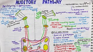 Auditory Pathway | Easy | Physiology | Primary (lemniscal) pathway