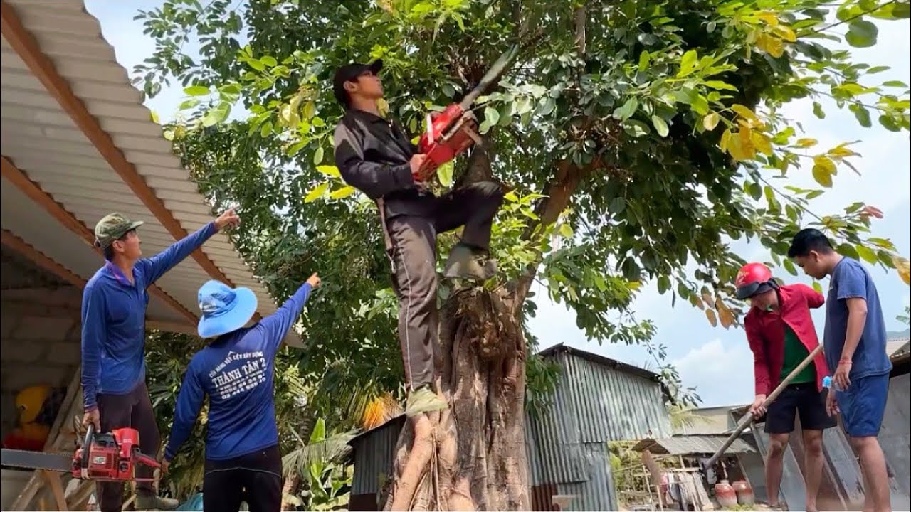 thợ cưa không cần tuổi leo hạ cây sộp rất to # Bangcuacay