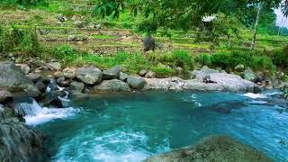 Fantastic Melodies of Nature, Stream Sounds, Birds Chirping, ASMR #320