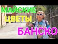 БАНСКО В МАЕ. Цветы,по-болгарски-ЦВЕТЯТА.🌷