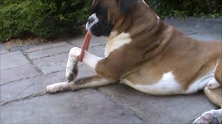 Boxer dog Alfie gets his leg stuck .... in his own toy!!