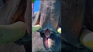 Elephants Mouth