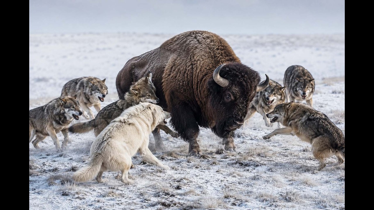 A Failed Hunt: When the Alpha Wolf Pays for a Wrong Decision | Wolf ...