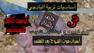 أسباب موت الزغاليل الكورس المكثف للمبتدئين في أساسيات تربية البادجي