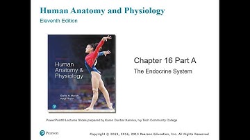 Chapter 16: The Endocrine System - Part I
