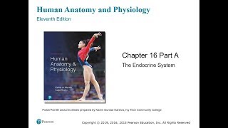 Chapter 16: The Endocrine System - Part I