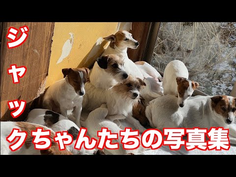 【ジャックラッセルテリア】ジャックちゃん達のかわいい写真や奇跡的に撮れた写真を集めてみました動物癒し動画「にくきゅう」