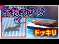 目が覚めたら、サメが泳いでるプールの上で寝ていたら？【ドッキリ】