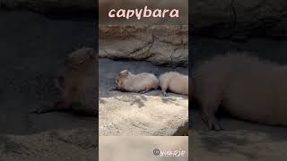気になるカピバラ　capybara　 #capybara 　#カピバラ　#水豚　#水豚君　　#cabiai 　#capibara　#kapibara