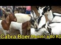 Caprino Boer | Caprino Moxotó a 80 R$ | Caprinos é Ovinos na Feira do Gado de Campina Grande