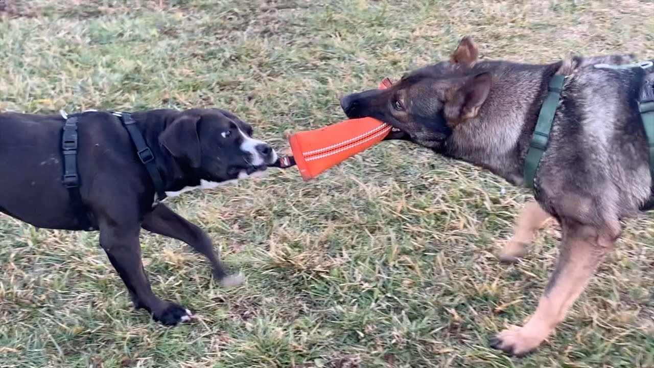 "Tug of war" Tira e molla, comportamento di gioco nel cane