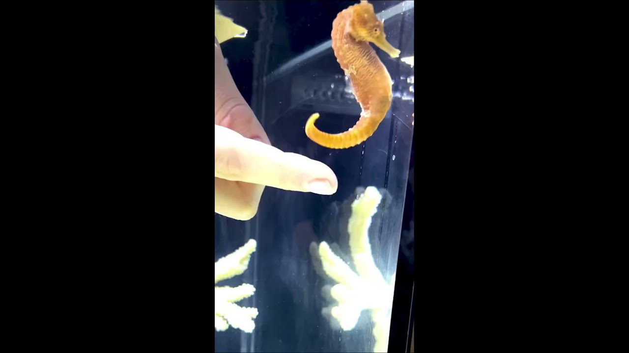 My Seahorse S Best Friends 