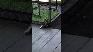 Magpie Secrets With Different Tunes shorts love