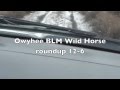 Owyhee blm wild horse roundup 1262012