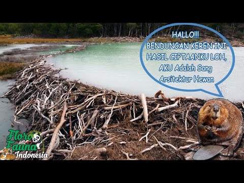 Video: Berang-berang sungai: penampilan, kebiasaan, habitat