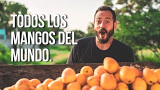 ¡Probando todos los mangos del mundo! Esto fue lo que sucedió en Bani.