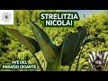 Todo sobre la Strelitzia nicolai