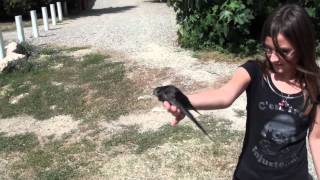 Envol Du Martinet Croc Mou