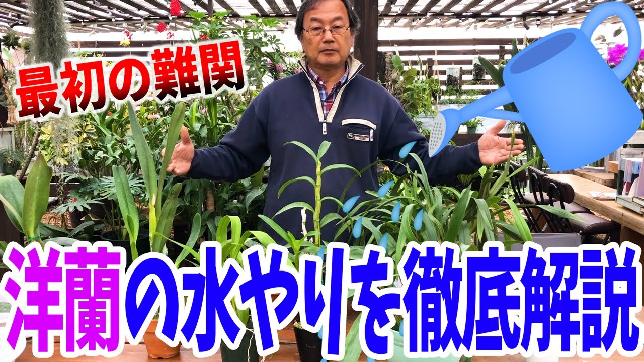 【洋蘭】＜前編＞洋蘭の水やりを徹底解説！洋蘭栽培の最重要ポイントを解説いたします！ How to water an orchid