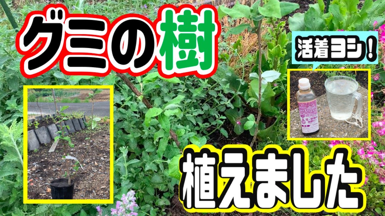 グミ栽培　20240430　びっくりグミ植えました【びっくりグミ】