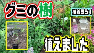 グミ栽培 20240430 びっくりグミ植えました【びっくりグミ】 - YouTube