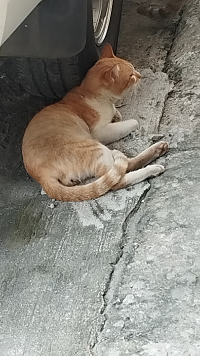 Relaxing Cat
