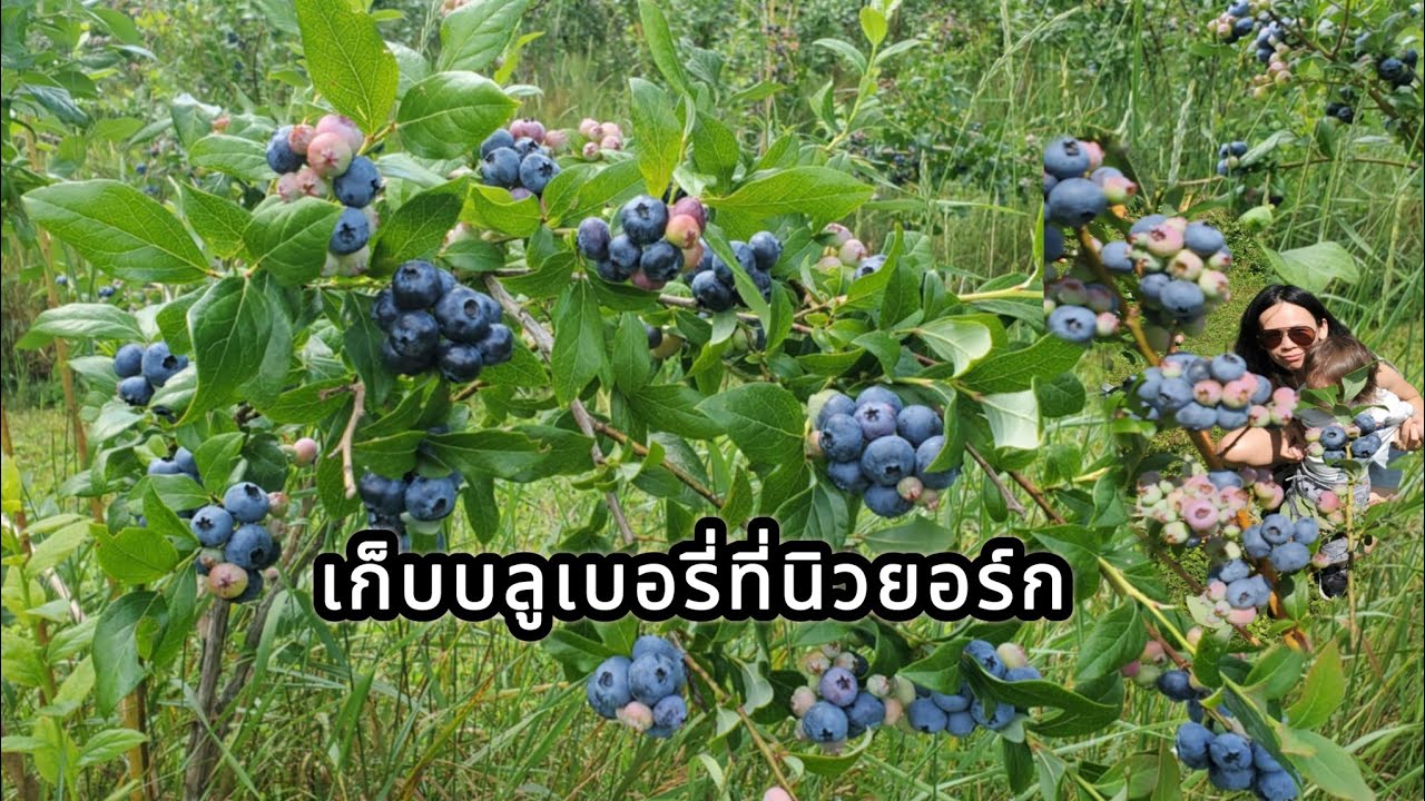 เก็บบลูเบอรี่สดๆจากสวนที่นิวยอร์ก อเมริการาคาไม่แพงเก็บไปกินไปจนอิ่ม