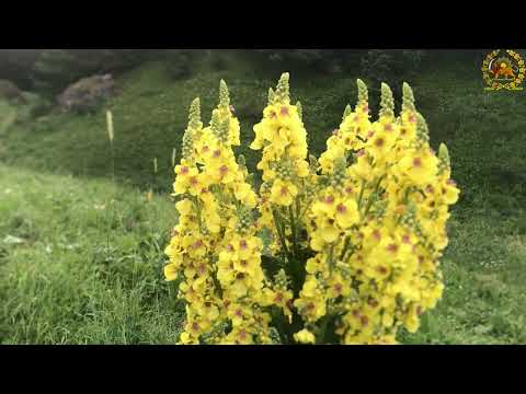 Video: Maral verbascum yeyəcəkmi?