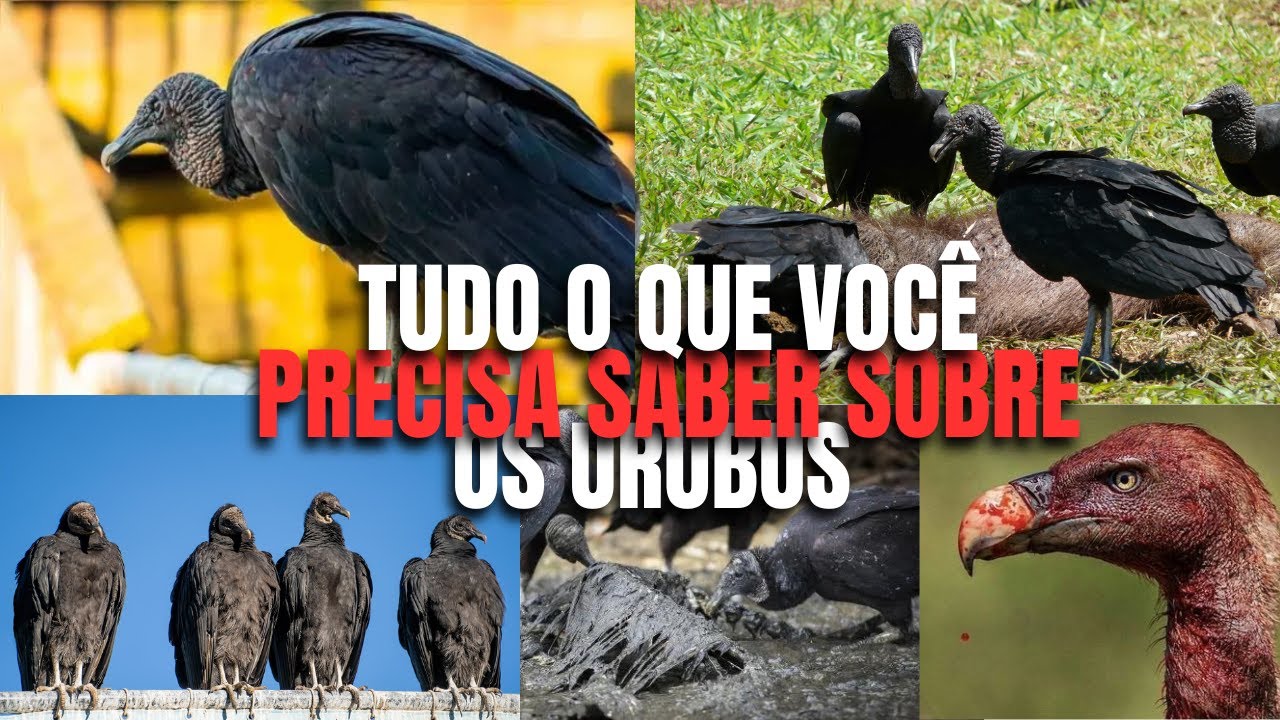 URUBU COME CARNE HUMANA ? CURIOSIDADES SOBRE OS URUBUS - YouTube