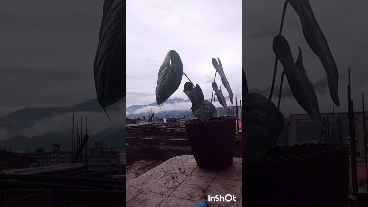 How/best Guide tips/trick/complete care for Anthurium plants|| 