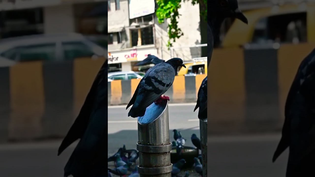 MAHIM - THE HEART OF MUMBAI 