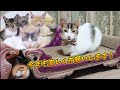 野良猫マリリンと子供達 保護から2ヶ月 新年を迎えました！