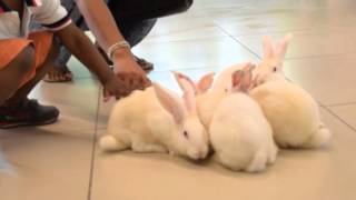 Playce Marcory Les Lapins De Pâques
