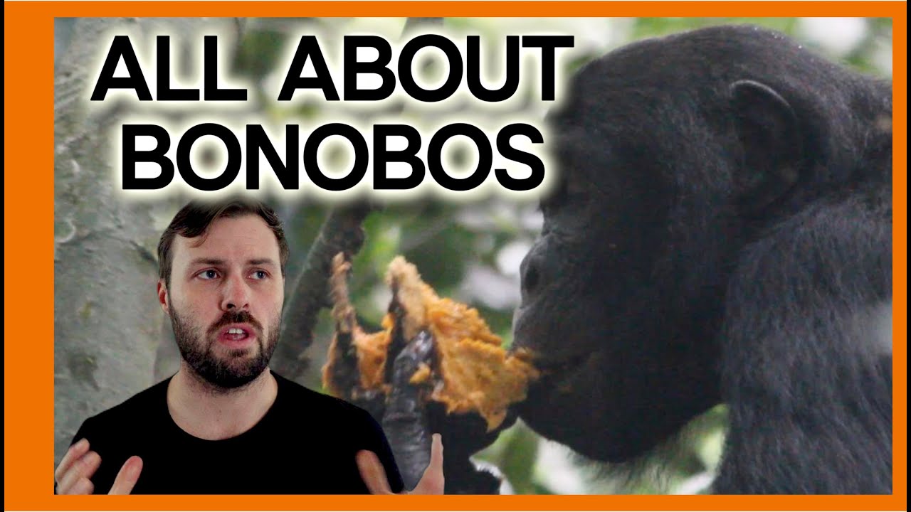 Fun Bonobos Bonobos with a Zoologist: Facts, and fun information. - YouTube