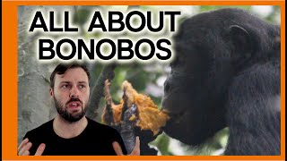 Bonobos with a Zoologist: Facts, and fun information.