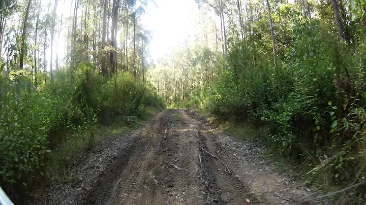 Otways Curtis Track Part 1