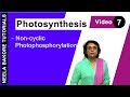 Photosynthesis - Non cyclic Photophosphorylation