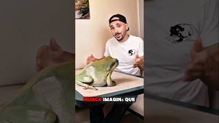 ¡Dumpy el sapo gigante que conquistó internet! 🐸✨ #AnimalStar #Viral #CuteAnimals
