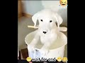 dogesh bhai #comedyshort #funnyvideo #shortsfeed #cat #ss #ytshorts
