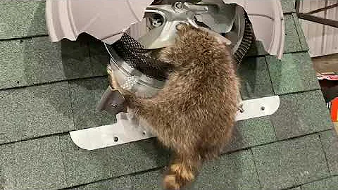Curious Raccoon video created by Chris Aumiller