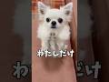 構わずにはいられないよね#チワワ #あるある