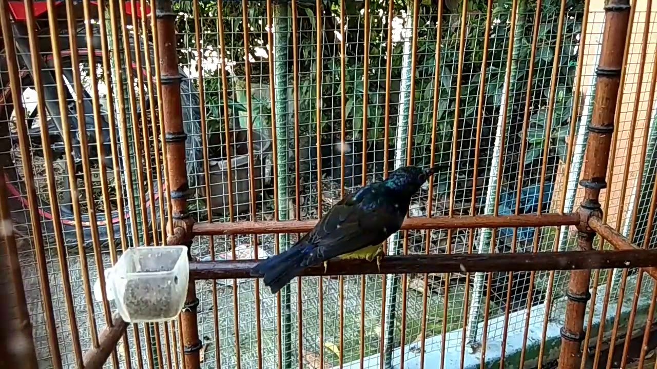 Pancingan Burung Olibri Kelapa By Happy Aja