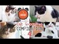 One hour  asmr cat grooming compilation vol 4  curry sugar meow