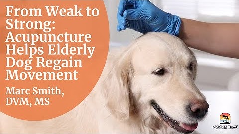 How Acupuncture Helps Elderly Dogs Regain Movement – Marc Smith, #DVM, MS